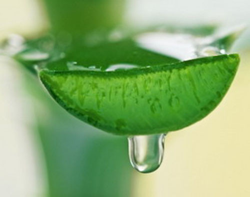 Ngoài ra, cây nha đam còn có tác dụng thanh nhiệt, tốt cho hệ tiêu hóa, tăng sức đề kháng cơ thể, trị viêm loét dạ dày và một số bệnh ngoài da rất tốt.