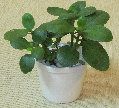 Do trong lá có chứa nhiều hoạt chất kháng khuẩn nên cây lá bỏng còn được dùng cho các trường hợp viêm nhiễm ở trong và ngoài cơ thể như chữa bệnh đường ruột, viêm ruột, trĩ nội, viêm loét dạ dày...