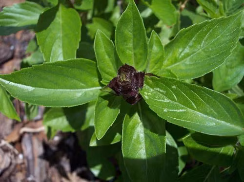 Bài thuốc chữa bệnh từ rau húng quế: Theo Đông y, húng quế vị cay, nóng, thơm dịu, có tác dụng làm ra mồ hôi, giảm đau, lợi tiểu, lương huyết. Húng quế dùng làm thuốc trị viêm họng, cảm cúm, dị ứng, tiêu chảy và lợi sữa. Ảnh: Blog cây thuốc.