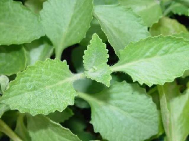 Chữa ho, viêm họng: Hái vài lá húng chanh nhai, ngậm trong miệng một lát, rồi nuốt nước, bỏ xác. Ảnh: Blog cây thuốc. (Thông tin trong bài chỉ mang tính chất tham khảo, khi sử dụng vui lòng hỏi ý kiến bác sĩ.)