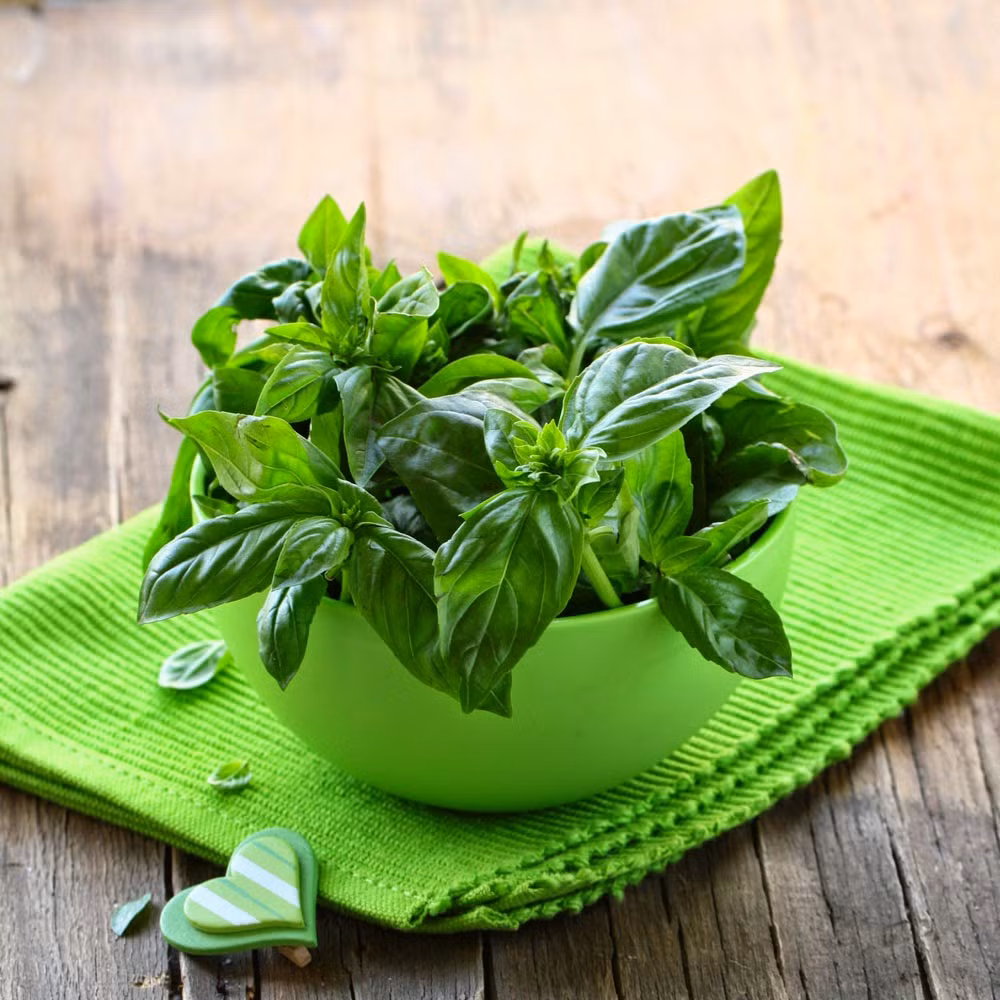 Bên cạnh đó, bạn có thể lấy lá húng quế khô sắc nước uống và kết hợp tắm nước lá khế đun sôi để nguội càng nhanh khỏi ngứa. Ảnh: Blog cây thuốc.