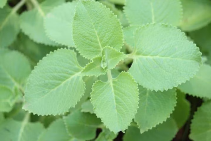 Cách dùng húng chanh chữa bệnh rất dễ thực hiện. Bạn có thể dùng húng chanh trị cảm cúm sốt nóng, rét với bài thuốc: Lá húng chanh 30g, gừng tươi 3 lát mỏng, hành tươi 3 củ (cả rễ, củ, lá). Đem tất cả sắc lấy nước, cho người bệnh uống 2 lần trong ngày khi nước còn nóng ấm, liên tục trong 2 ngày để trị bệnh. Ảnh: Bài thuốc.