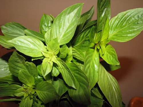 Khi bạn sử dụng lá và hoa húng quế khô hãm như hãm chè ngày uống 3 chén liên tiếp trong nhiều ngày có tác dụng chữa đau đầu, ho, viêm họng, đau đầu chóng mặt rất hiệu quả. Ảnh: Blog cây thuốc.