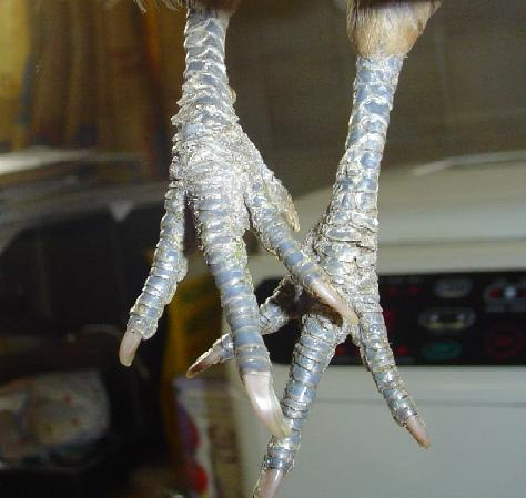 Đặc biệt, chân gà ác còn là một loại thuốc bổ chữa hư nhược, kém ăn, mệt mỏi, đau lưng, mất ngủ, sinh lý yếu, bạch đới, băng huyết, kiết lỵ, mồ hôi trộm. Ảnh: Kiến Thức.