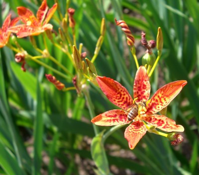 Với bài thuốc này, mỗi ngày bạn dùng 3- 6g rẻ quạt dưới dạng thuốc sắc hoặc bột làm viên ngậm. Ảnh: Cây cảnh Thăng Long.