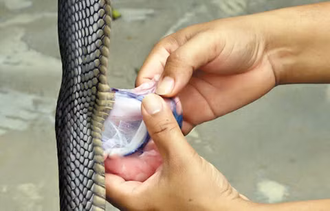 Mật rắn có vị ngọt, cay, không đắng. Mật rắn được sấy khô, tán bột có tác dụng hạ sốt, giảm đau, tiêu đờm, giảm ho. Ảnh: Xóm nhiếp ảnh.