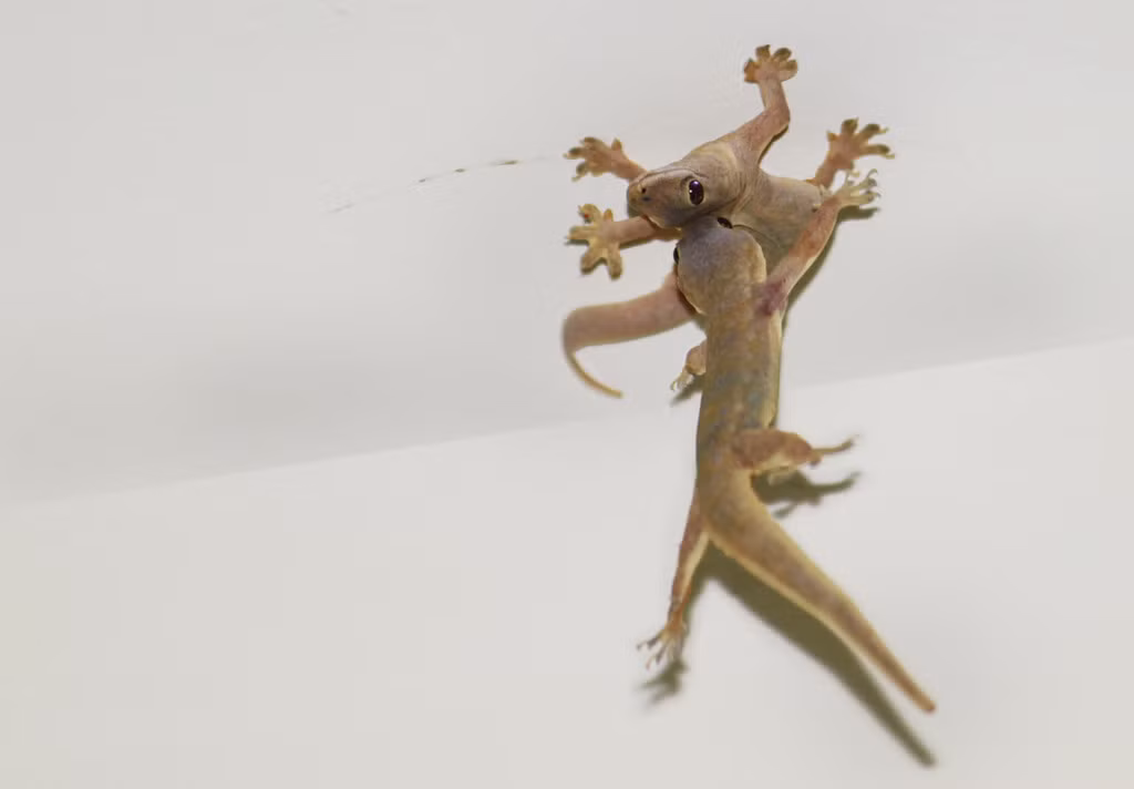 Đông y cho rằng thạch sùng vị mặn, tính hàn, có ít độc, có tác dụng bổ phế thận, ích tinh huyết, chỉ khái định suyễn, khứ phong hoạt lạc, tán kết giải độc, an thần, chống co giật, suy dinh dưỡng trẻ em, và hen suyễn... Ảnh: Yêu nhiếp ảnh.