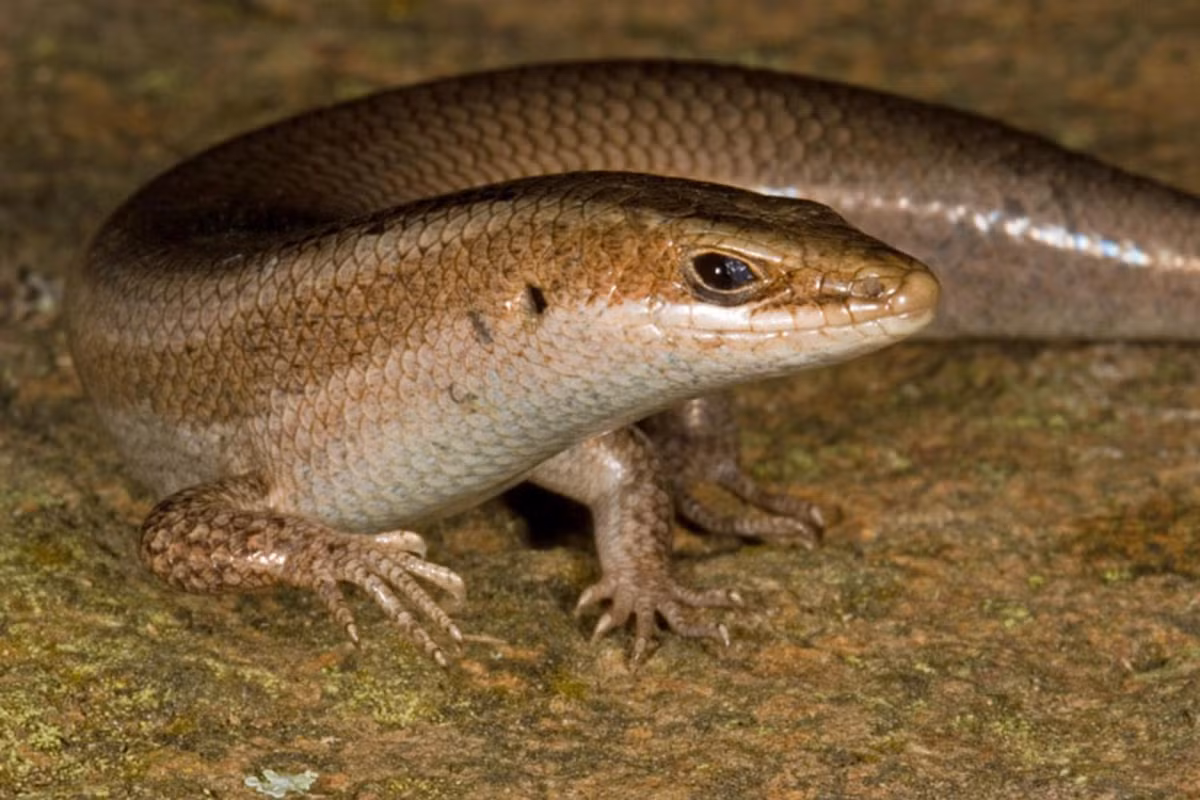 Thằn lằn cũng là loài bò sát chữa bệnh: Theo Đông y, vị thuốc từ thằn lằn mặn, tính bình, có tác dụng bổ hư, ích phế, thận, thông niệu, tiêu viêm. Ảnh: Yêu nhiếp ảnh.