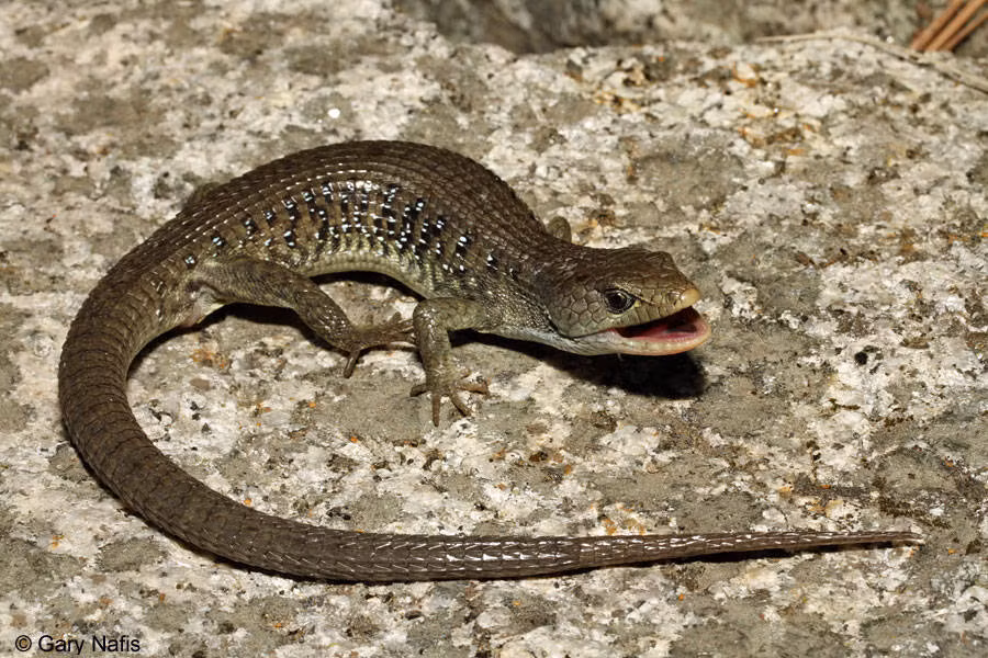 Thằn lằn bọc lá lốt nướng trị chứng đau mỏi lưng, tay chân tê phong thấp, nhức mỏi khá công hiệu. Ảnh: Yêu nhiếp ảnh.