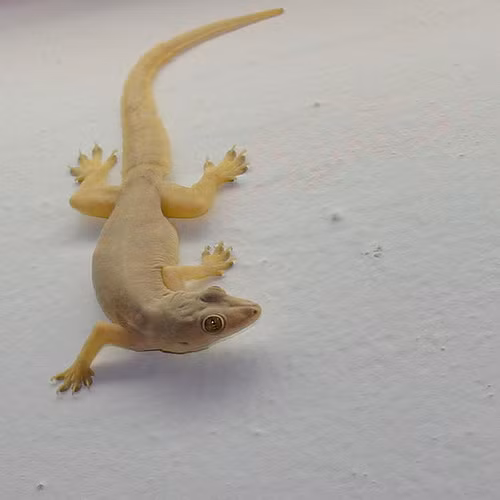 Thạch sùng là loài bò sát đầu tiên được sử dụng chữa bệnh trong Đông y như một vị thuốc quý. Ảnh: Yêu nhiếp ảnh.