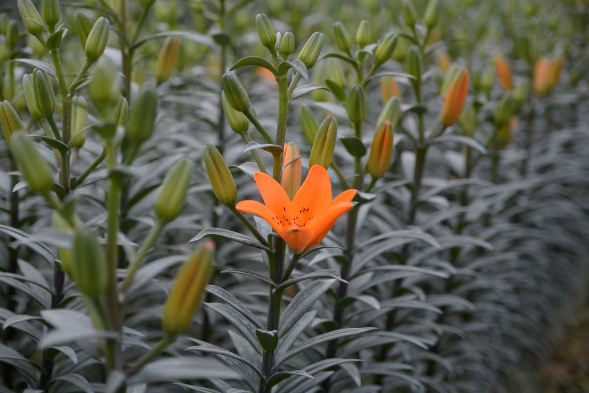 Ly lùn cũng được khuyên là nên trồng vào chậu và chăm sóc ngay từ đầu giống như cách trồng với củ tuylip. Ảnh: 5S.