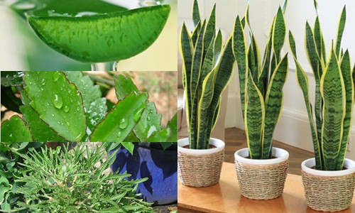 Hãy cùng Kiến Thức khám phá công dụng chữa bệnh của những loại cây có lá mọng nước sau đây.