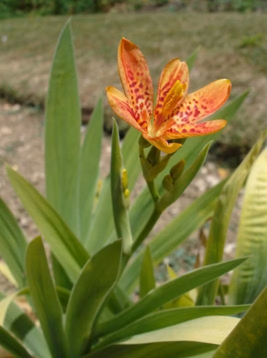  Bài thuốc trị khản giọng từ cây rẻ quạt. Trong Đông y, cây rẻ quạt có tác dụng bảo vệ, tránh tổn thương, phục hồi các dây thanh âm, kháng lại vi sinh xâm nhập, cải thiện tình trạng khản tiếng, mất tiếng hiệu quả. Ảnh: Cây cảnh Thăng Long.