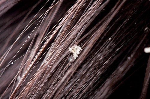 Nếu tóc bạn bị khô và có chấy, hoàn toàn có thể trộn bột sầu đâu và nước cùng chút bột lá móng rồi bôi hỗn hợp lên tóc để làm cho tóc dày hơn, mượt mà hơn và diệt chấy. Ảnh: Tóc đẹp. (Thông tin trong bài viết chỉ mang tính tham khảo, trước khi sử dụng bài thuốc, bạn vui lòng hỏi ý kiến bác sĩ).