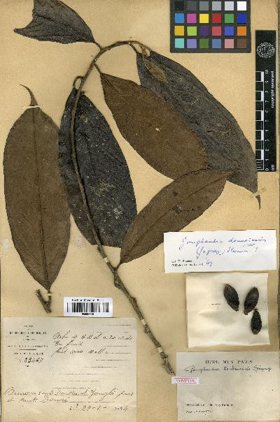 Ngoài ra có thể sắc nước cây bổ béo để uống cũng có tác dụng tốt, kích thích tăng tiết sữa ở phụ nữ sau sinh. Ảnh: Blog cây thuốc.