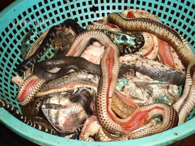 Sơ chế rắn sống. Ảnh: Món ngon mỗi ngày. Tiếp đó cả con rắn được thả vào nồi cho thêm nước dừa tươi vào, sau đó cho tiếp sả đập giập rồi hầm rắn khoảng 15 - 25 phút cho thịt mềm. Bước tiếp theo, đầu bếp sẽ cho gừng cắt lát vào nồi rắn và hầm thêm 10 phút nữa. Cuối cùng chỉ cần nêm gia vị, hạt nêm, đường, ớt khô theo khẩu vị là có thể thưởng thức. Ở một số địa phương khác, khi chế biến rắn luộc sả gừng họ thường chặt rắn thành khúc và hầm cho nhanh.