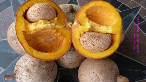 Nó có hình dáng khá giống quả hồng xiêm và khoai tây ...