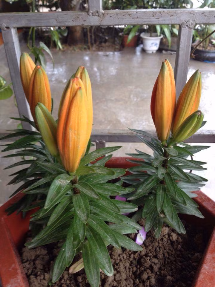 Ly lùn cũng có nhiều màu sắc để lựa chọn theo ý thích bao gồm màu vàng, màu cam, màu hồng, màu đỏ đậm thoải mái cho bạn lựa chọn để trồng hoa chơi Tết. Ảnh: Facebook hội trồng cây.