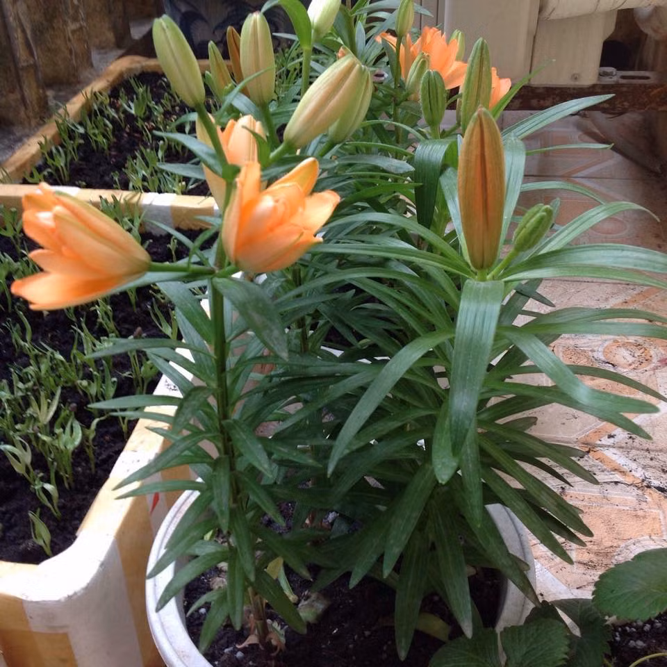 Hoa có mùi thơm nhẹ, cánh dày, bông hoa màu sắc rực rỡ rất hợp trồng chậu để chơi Tết. Ảnh: Facebook hội trồng cây.