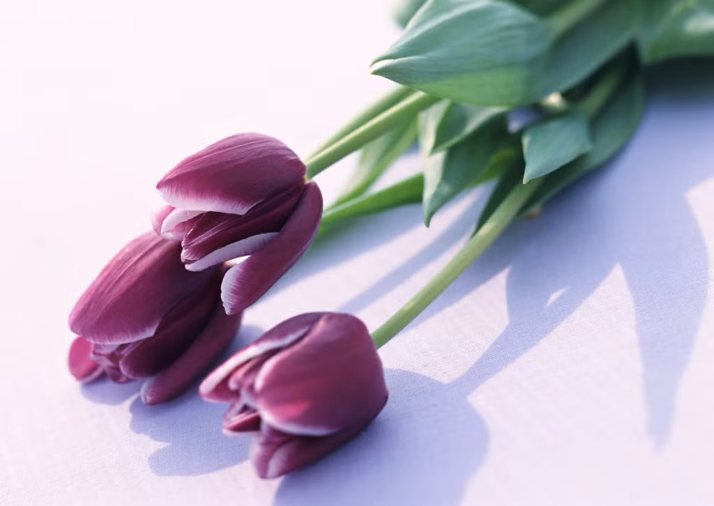 Đó là hoa tuylip màu cà rốt, tuylip vàng viền đỏ, tuylip hồng, tuylip màu đỏ nhung, tuylip màu đỏ cờ, tuylip đỏ viền trắng, tuylip tím và tuy lip vàng. Ảnh: Getty.