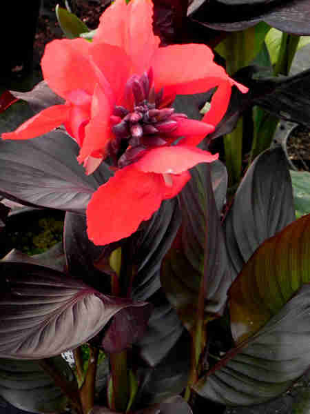 Hoa dùng chữa chảy máu bên ngoài. Hạt có thể tán bột rắc chữa viêm tai có mủ.