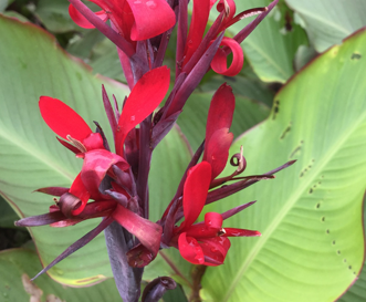 Bài thuốc này có thể dùng cho người đau thắt ngực, suy tim do ít máu cơ tim, giúp phòng ngừa thiếu máu cơ tim và làm giảm các nguy cơ đau thắt ngực, suy mạch vành do thiếu máu cơ tim.