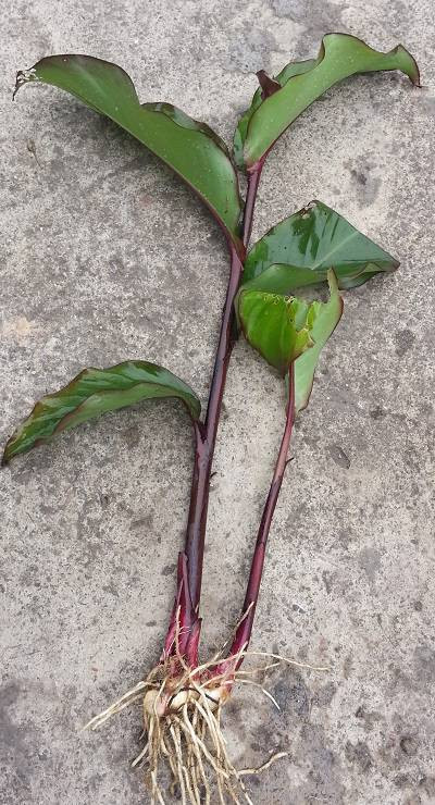 Rễ dùng chữa viêm gan cấp tính. Dùng ngoài trị vết bầm tím do ngã chấn thương, viêm có mủ ngoài da.