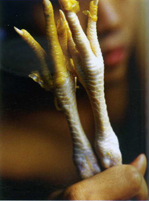 Loại gân động vật được sử dụng làm thuốc đầu tiên là gân gà. Ảnh: Báo đất việt.