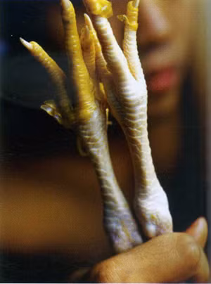 Loại gân động vật được sử dụng làm thuốc đầu tiên là gân gà. Ảnh: Báo đất việt.