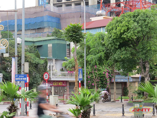 Việc trồng cây lần này đã được Sở Xây dựng Hà Nội tham khảo ý kiến các nhà khoa học xem xét, nghiên cứu phù hợp với đặc điểm thổ nhưỡng và thời tiết trên địa bàn Hà Nội.