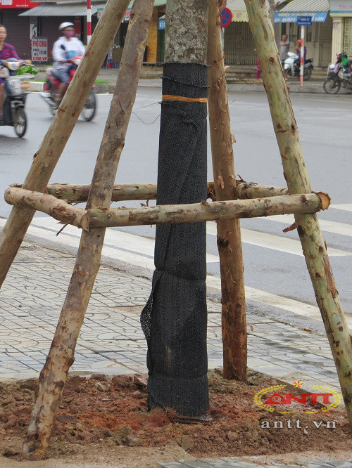 Cây Lát hoa trồng thay cây Mỡ lần này đều là những cây to, khỏe, nhiều lộc non.