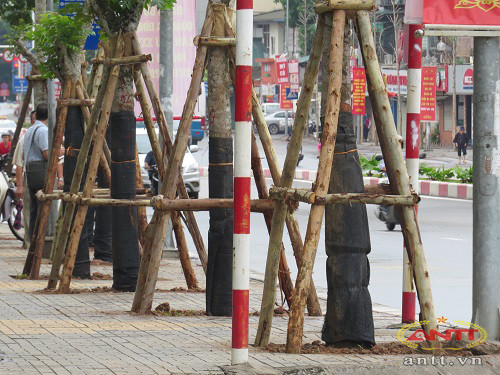 Cây Lát hoa được đánh từ vườn ươm ở huyện Từ Liêm về trồng thay thế.