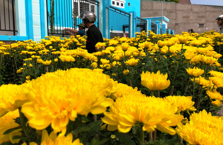 Một mùa bán hoa Tết không khả quan của nhiều người kinh doanh ở TP HCM.