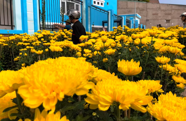 Một mùa bán hoa Tết không khả quan của nhiều người kinh doanh ở TP HCM.