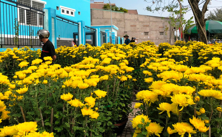 Một điểm bán hoa cúc, vạn thọ...trên đường Hương lộ 2, quận Bình Tân vẫn còn hàng trăm chậu dù đã vào giữa trưa 30 Tết.
