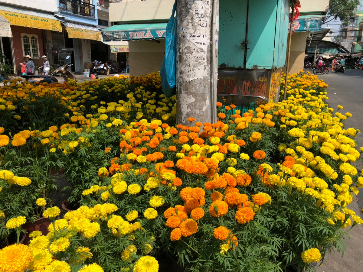 Hàng trăm chậu hoa trên đường Lũy Bán Bích, quận Tân Phú đang "chờ" người mua.