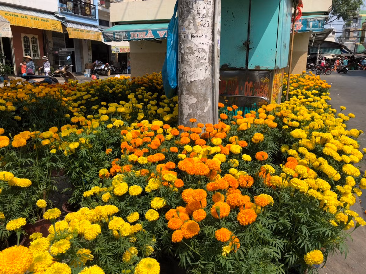 Hàng trăm chậu hoa trên đường Lũy Bán Bích, quận Tân Phú đang "chờ" người mua.