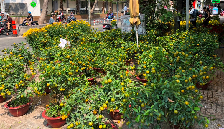 Hoa, kiểng dội hàng trưa 30 Tết ở TP HCM.
