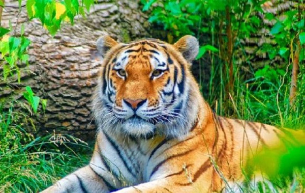 5 con giap thang 9 va thang 10 thang tram ve tinh cam-Hinh-3