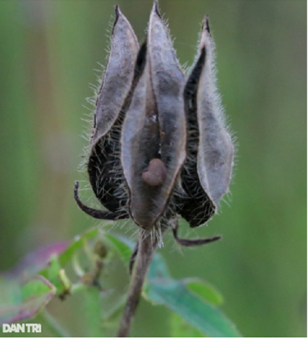 Cu nhan lich su voi sam tien vua mang ve hon nua ty dong/nam-Hinh-3