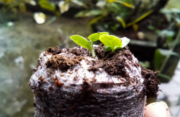 Cu nhan lich su voi sam tien vua mang ve hon nua ty dong/nam-Hinh-4