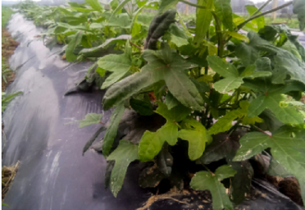 Cu nhan lich su voi sam tien vua mang ve hon nua ty dong/nam-Hinh-6