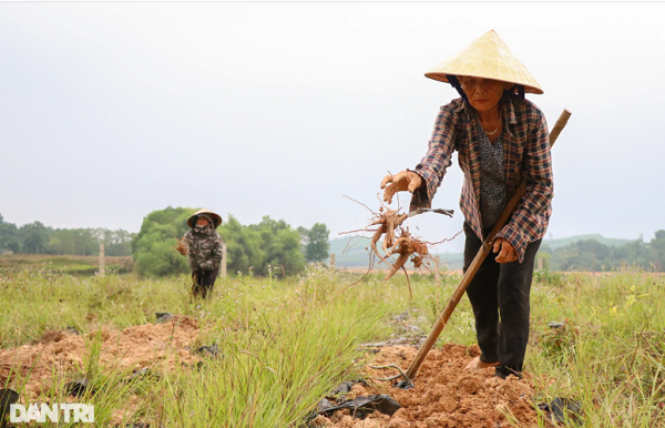 Cu nhan lich su voi sam tien vua mang ve hon nua ty dong/nam-Hinh-7