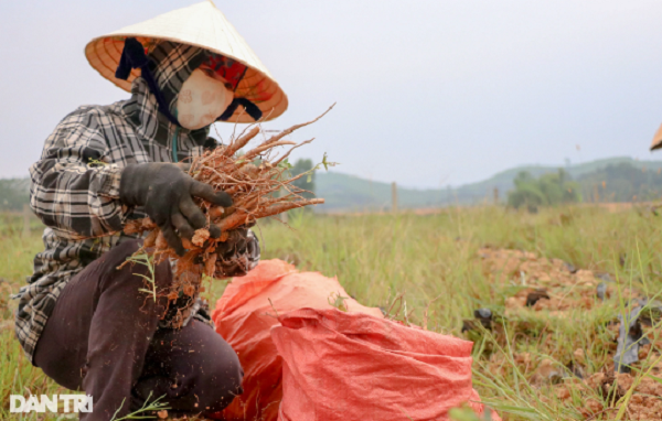 Cu nhan lich su voi sam tien vua mang ve hon nua ty dong/nam-Hinh-9