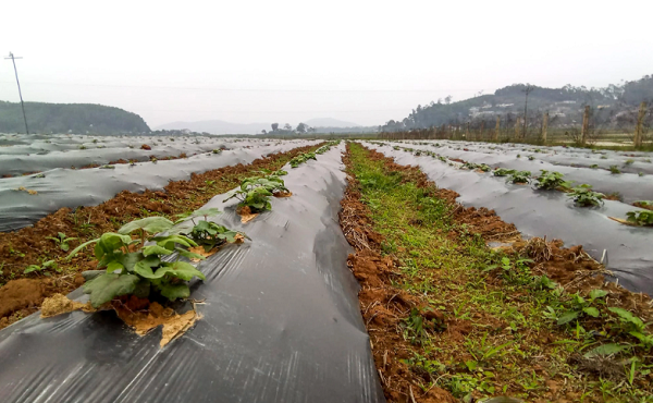 Cu nhan lich su voi sam tien vua mang ve hon nua ty dong/nam-Hinh-2