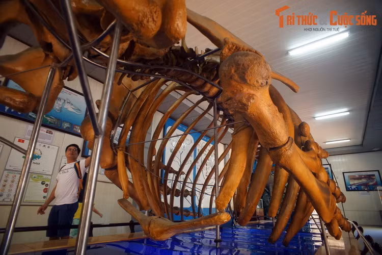 Theo các khảo sát, cá voi lưng gù có chiều dài từ 12–16 mét và cân nặng khoảng 30-36 tấn. Chúng có hình dạng cơ thể đặc trưng, dễ nhận biết với ngực (chi trước) dài khác thường và đầu có u.