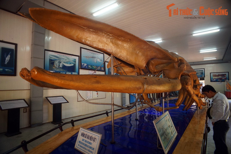 Theo thông tin từ Bảo tàng, bộ xương này do người dân xã Hải Cường, huyện Hải Hậu, tỉnh Nam Hà cũ (nay là Nam Định) khai quật được vào năm 1994, trong lúc đào mương thủy lợi.