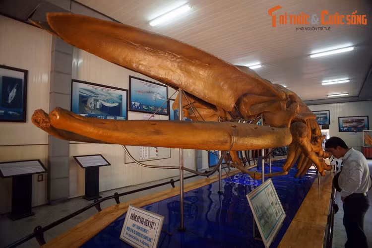 Theo thông tin từ Bảo tàng, bộ xương này do người dân xã Hải Cường, huyện Hải Hậu, tỉnh Nam Hà cũ (nay là Nam Định) khai quật được vào năm 1994, trong lúc đào mương thủy lợi.