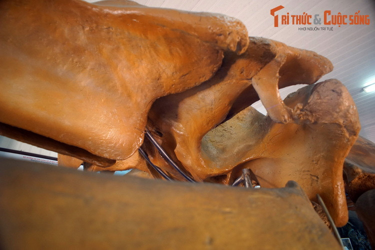 Cá voi lưng gù ăn ở vùng cực vào mùa hè và di cư đến các vùng nước nhiệt đới và cận nhiệt đới để giao phối và sinh sản vào mùa đông. Theo tính toán, chúng di chuyển khoảng cách lên đến 25.000 km, gần 2/3 chu vi trái đất, mỗi năm.