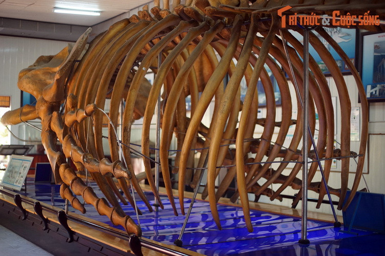 Cá voi lưng gù cái thường sinh sản hai hoặc ba năm một lần, thời gian mang thai là 11,5 tháng. Cá voi con được sinh ra vào tháng 1 và tháng 2 ở Bắc bán cầu, tháng 7 và tháng 8 ở Nam bán cầu.